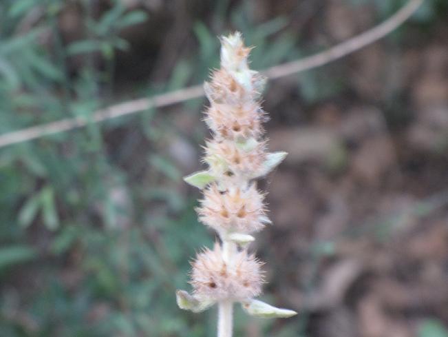 Stachys germanica